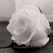 Flower...